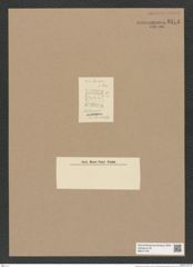 Skeletonema sp. (de-Toni-Nr.: Genus 191) Zeichnungen Sammlung Grunow Nr. 8374 (NHMW-BOT-W0377797)